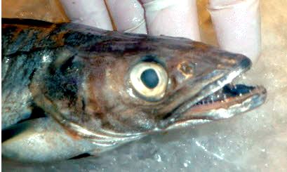 Merluccius merluccius_02.jpg